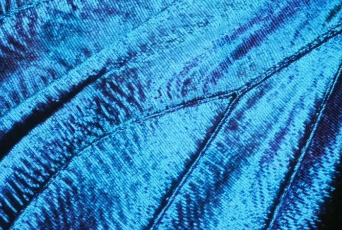 Framed Print : Morpho Butterfly - close-up of scales Framed Print : Morpho Butterfly - close-up of scales