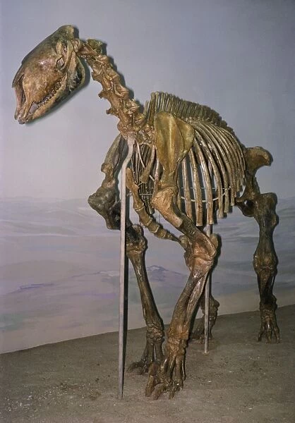 Morpus Fossil