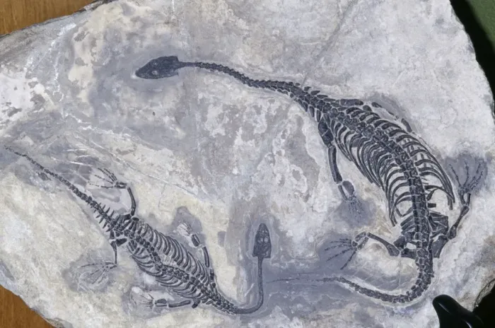 Framed Print : Mosasaur Aquatic Lizard Fossil - Triassic period Guizhou Prov. China Framed Print : Mosasaur Aquatic Lizard Fossil - Triassic period Guizhou Prov. China
