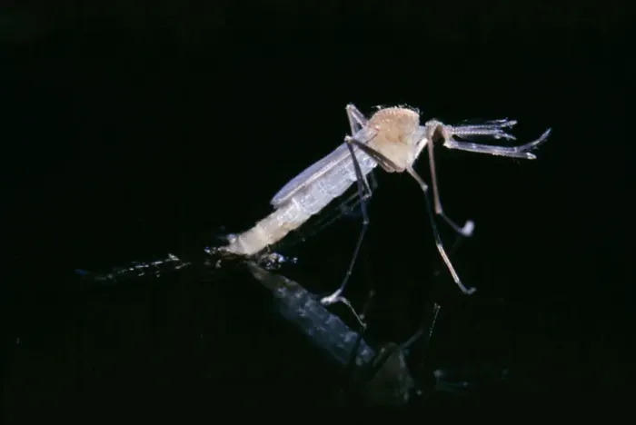 Framed Print : Mosquito Emerging from pupa on surface of water Framed Print : Mosquito Emerging from pupa on surface of water