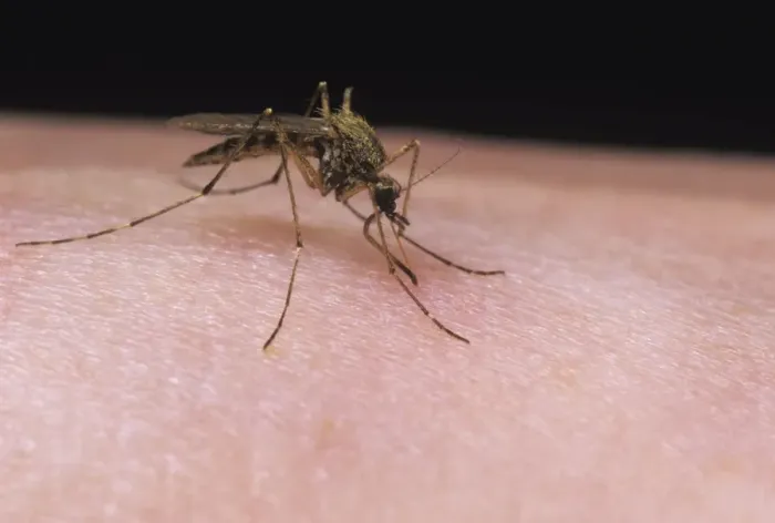 Framed Print : Mosquito - female feeding on human arm - UK Framed Print : Mosquito - female feeding on human arm - UK