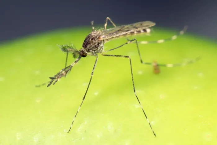 Framed Print : Mosquito - male - largest species in UK Framed Print : Mosquito - male - largest species in UK