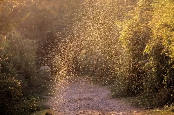 Mosquito - swarm Keloadeo National Park, India