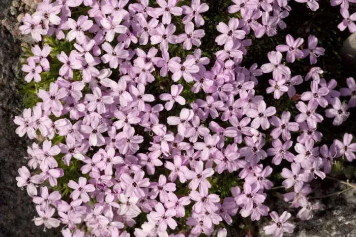 Framed Print : Moss campion (Silene acaulis);UK and N. Europe Framed Print : Moss campion (Silene acaulis);UK and N. Europe