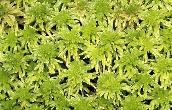 Moss - carpet of Sphagnum UK