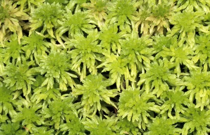 Framed Print : Moss - carpet of Sphagnum UK Framed Print : Moss - carpet of Sphagnum UK