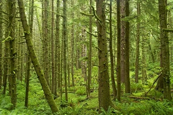Moss Covered Coastal Forest Ecola State Park, North Oregon Coast, USA LA001055
