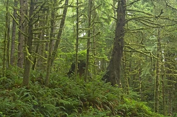 Moss Covered Coastal Forest Ecola State Park, North Oregon Coast. USA LA001058