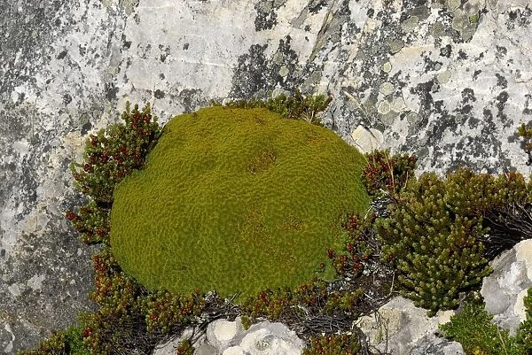 Moss covered ground, Falkland Islands