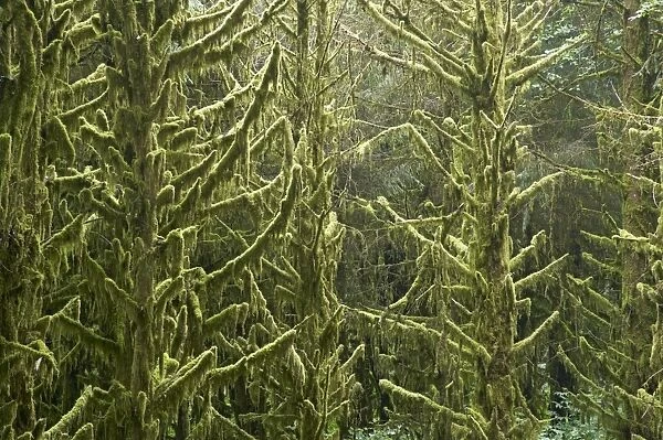 Moss Covered old growth forest Tillamook area, Oregon, USA LA001038