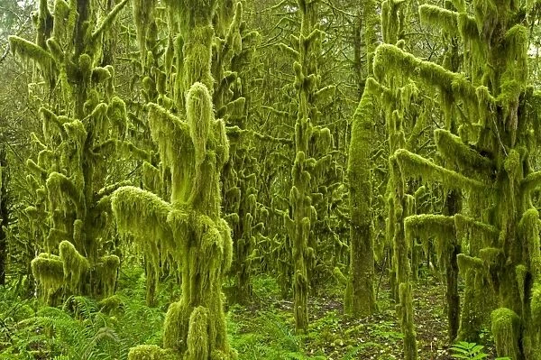 Moss Covered old growth forest Tillamook area, Oregon, USA LA001032