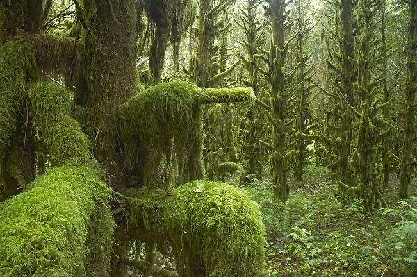 Moss Covered old growth forest Tillamook area, Oregon, USA LA001022