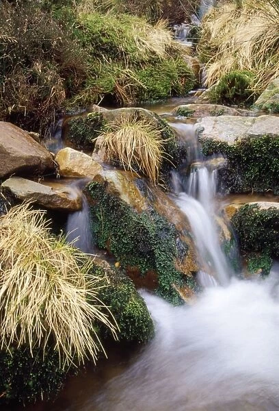 Moss covered rocks - in upland stream UK
