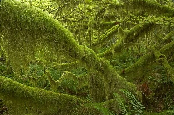 Moss Covered Trees Hoh Rain Forest, Olympic National Park, Washington State, USA LA001654