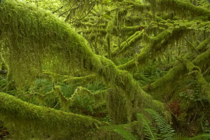 Framed Print : Moss Covered Trees Hoh Rain Forest, Olympic National Park, Washington State, USA LA001654