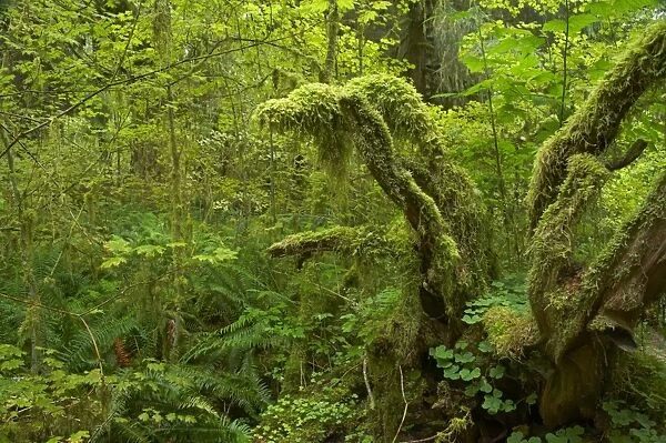 Moss Covered Trees Hoh Rain Forest, Olympic National Park, Washington State, USA LA0001643