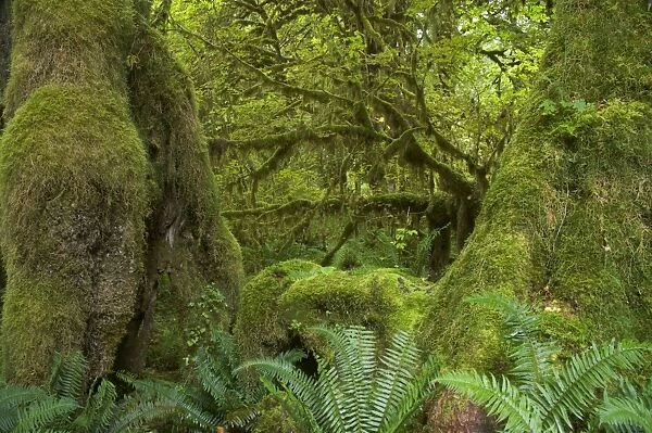 Moss Covered Trees Hoh Rain Forest, Olympic National Park, Washington State, USA LA001637