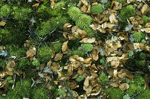Moss - & leaf litter