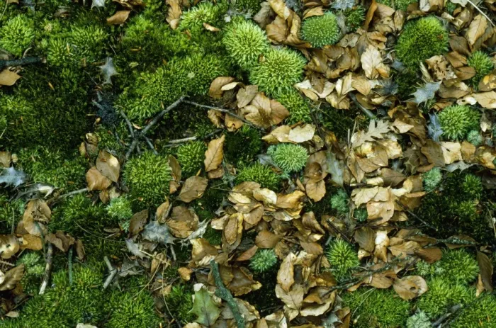 Framed Print : Moss - & leaf litter Framed Print : Moss - & leaf litter
