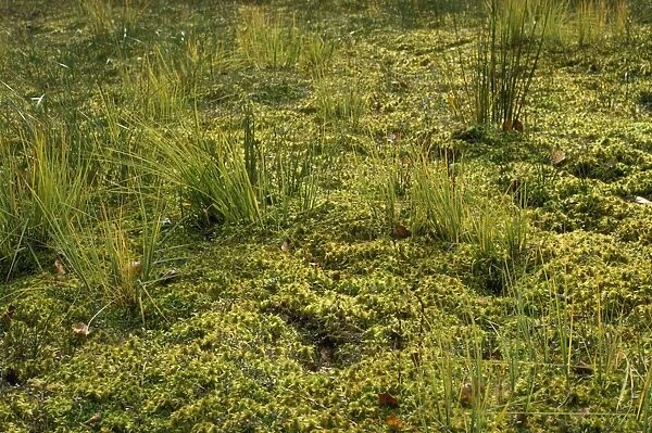 Moss - Sphagnum lawn