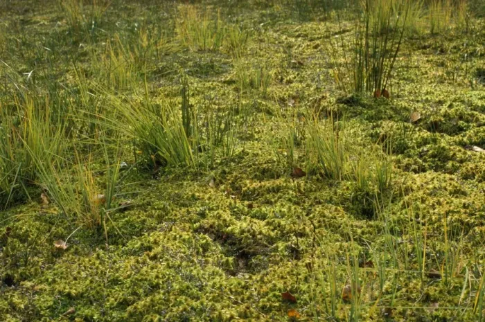 Framed Print : Moss - Sphagnum lawn Framed Print : Moss - Sphagnum lawn