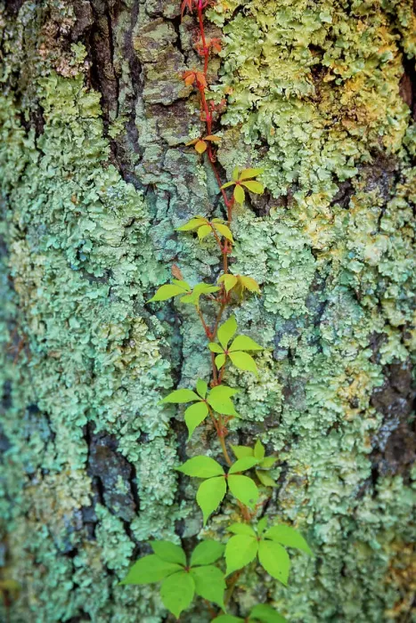 Framed Print : Mossy bark, Peaks Of Otter, Blue Ridge Parkway, Smoky Mountains, USA. Date: 04-10-2018
