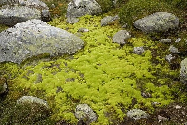 Mossy hillside bog, dominated by the moss Philonotis fontana. Norway. Dovrefjell National Park