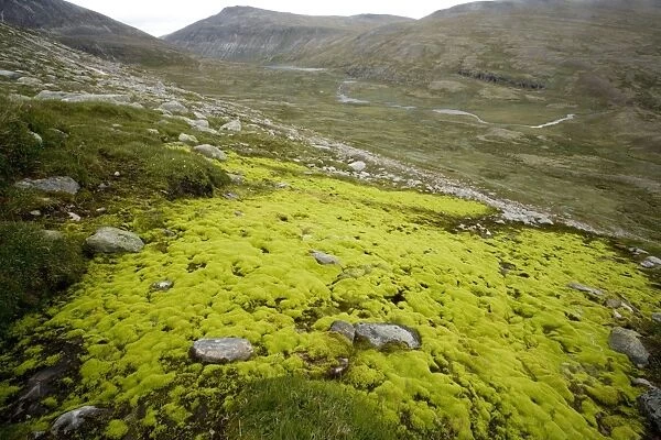 Mossy hillside bog, dominated by the moss Philonotis fontana. Norway. Dovrefjell National Park
