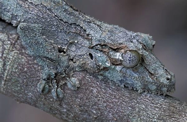 Mossy Leaf-tailed Gecko  /  Southern Leaf-tailed Gecko - Andasibe Mantadia National Park - Madagascar