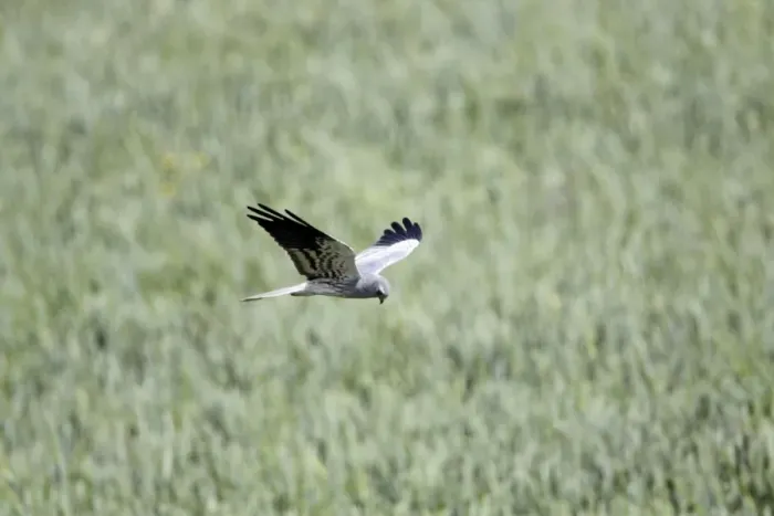 Framed Print : Motagu's Harrier - male in flight hunting over corn field, NP Herdade de Sao Marcos Great Bustard Reserve, beside Castro Verde, Alentejo, Portugal Framed Print : Motagu's Harrier - male in flight hunting over corn field, NP Herdade de Sao Marcos Great Bustard Reserve, beside Castro Verde, Alentejo, Portugal