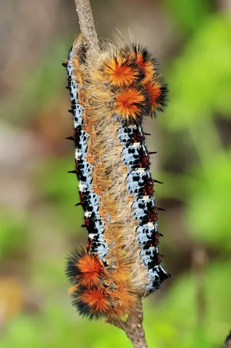 Framed Print : Moth caterpillar - Montagne des Francais Reserve - Antsiranana - Northern Madagascar Framed Print : Moth caterpillar - Montagne des Francais Reserve - Antsiranana - Northern Madagascar