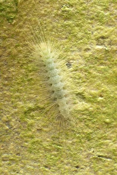 Moth caterpillar - on a tree - Danum Valley Conservation Area - Sabah - Borneo - Malaysia