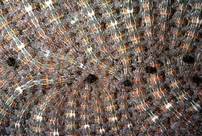Framed Print : Moth Caterpillars AW 3214 Group of Bombycine. Carauari, Rio Jurua, Brazil. © Adrian Warren  /  ARDEA LONDON