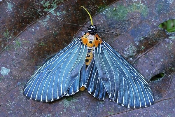 Moth - Danum Valley Conservation Area - Sabah - Borneo - Malaysia