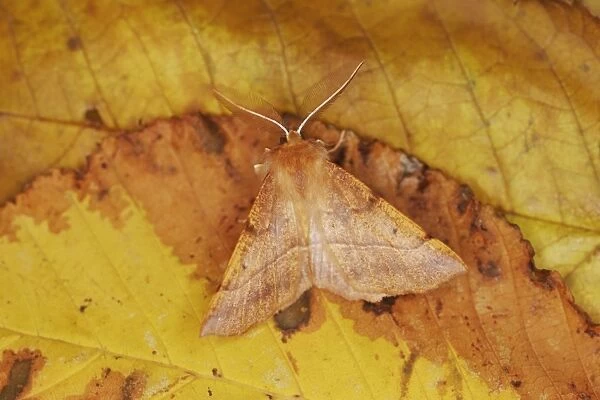 MOTH - Feathered Thorn - resting, autumn species showing seasonal camouflage Bedfordshire UK