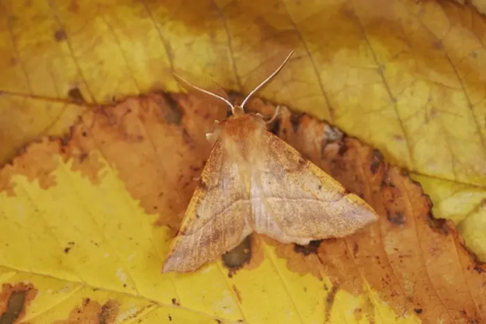 Framed Print : MOTH - Feathered Thorn - resting, autumn species showing seasonal camouflage Bedfordshire UK Framed Print : MOTH - Feathered Thorn - resting, autumn species showing seasonal camouflage Bedfordshire UK