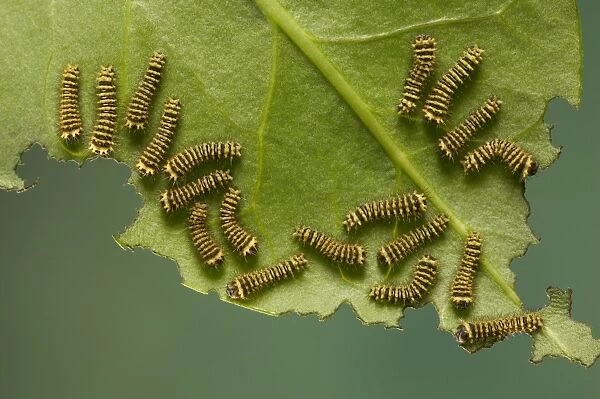 Moth - group of caterpillars feeding on leaf