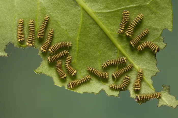 Framed Print : Moth - group of caterpillars feeding on leaf Framed Print : Moth - group of caterpillars feeding on leaf