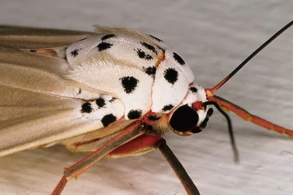 Moth (unknown species). Townsville, Queensland, Australia