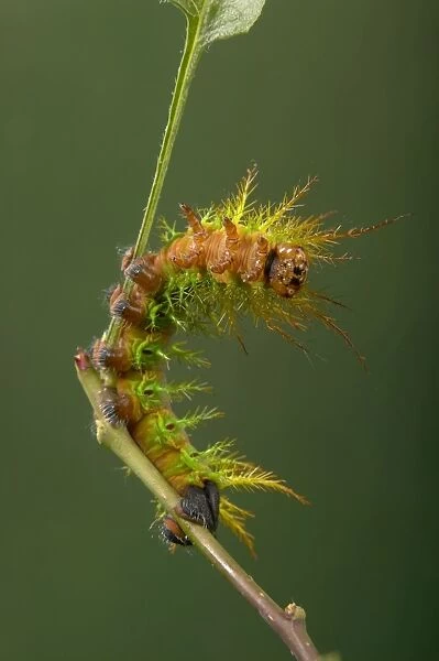 Moth - Urticant and dangerous caterpillar