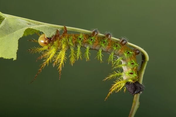 Moth - Urticant and dangerous caterpillar eating a leaf