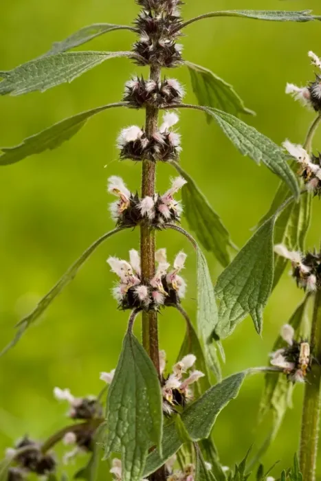 Framed Print : Motherwort - in flower. Medicinal and poisonous plant Framed Print : Motherwort - in flower. Medicinal and poisonous plant