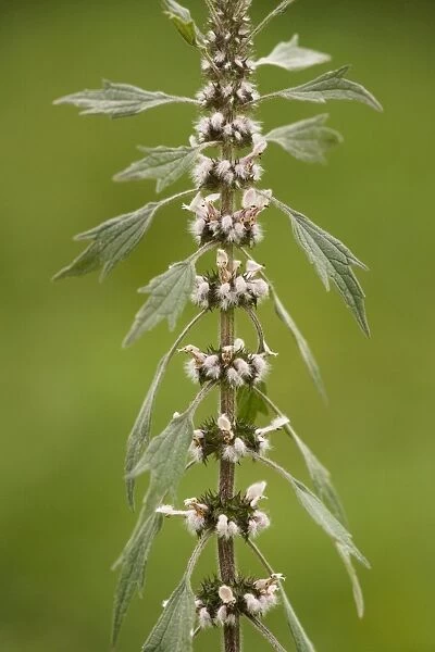 Motherwort (Leonurus cardiaca) in flower. Widely used herb in child-birth, Romania