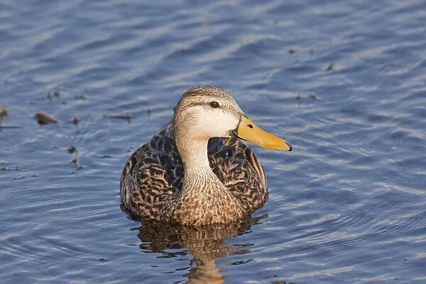 Mottled Duck - Jan - Florida - USA