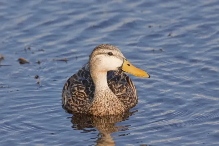 Framed Print : Mottled Duck - Jan - Florida - USA Framed Print : Mottled Duck - Jan - Florida - USA