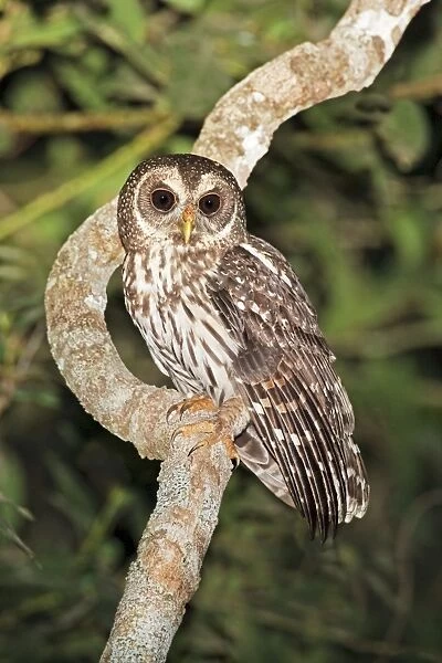 Mottled Owl. Nayarit, Mexico in March