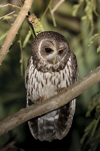 Mottled Owl - Nayarit - Mexico in March