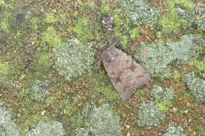 Framed Print : Mottled Rustic Moth - Essex, UK IN000684 Framed Print : Mottled Rustic Moth - Essex, UK IN000684