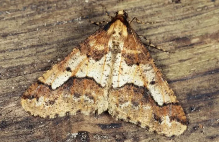 Framed Print : Mottled Umber Moth Germany Framed Print : Mottled Umber Moth Germany