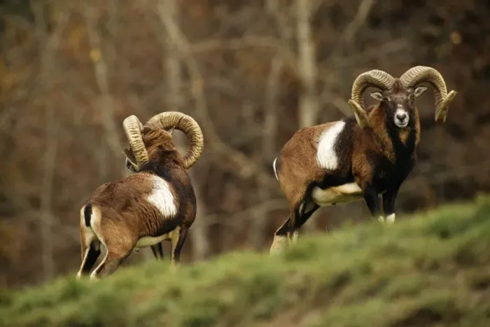 Framed Print : Mouflon. SM-598. MOUFLON - pair. Stefan Meyers Framed Print : Mouflon. SM-598. MOUFLON - pair. Stefan Meyers